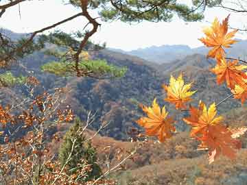 新澳门天天免费精准,精选解析、解释与落实